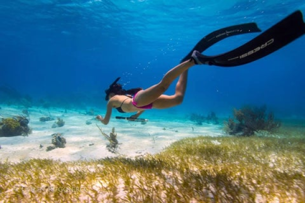 Local Spearfishing Intro-Lesson Tours / Lessons